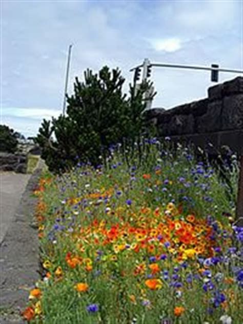 Test the soil with your finger to see how the moisture content is doing and water as needed to keep the soil slightly moist but not so wet as to have water ponding or making mud, as this can float the roots out of their soil bases and kill the young plants. 36 Wildflower Beds ideas | wild flowers, plants ...