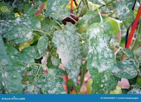 Powdery Mildew Disease Symptom On Tomato Leaf Stock Image Image Of