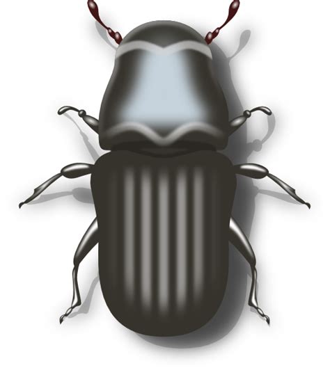 Insects Clipart Darkling Beetle Insects Darkling Beetle Transparent