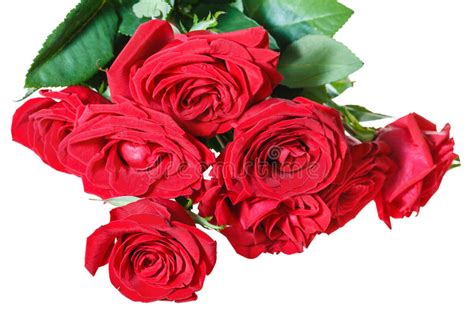 Bunch Of Red Roses Isolated On White Stock Photo Image Of Bouquet