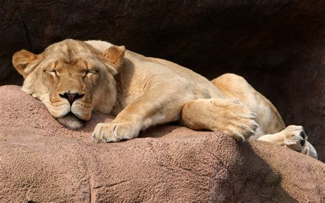 Wallpaper Animals Sleeping Lion Wildlife Big Cats Zoo Whiskers
