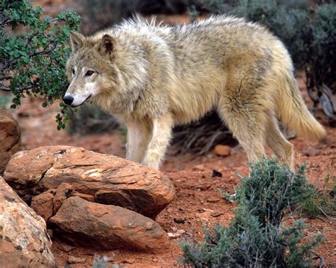 Gray Wolf On The Hunt Photograph By Larry Allan Fine Art America