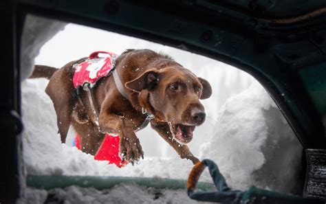 How These Dogs Are Trained To Save Lives In An Avalanche Debra Petti