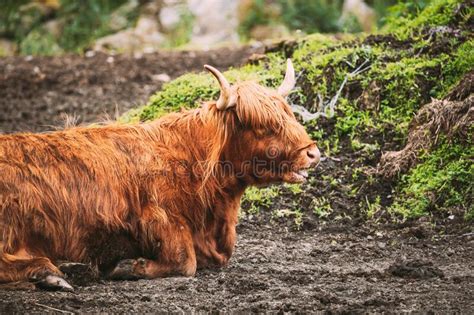 Black Highland Cattle Cow Graze On A Summer Livestock Pasture Scottish