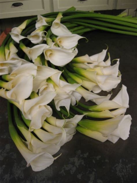 The Secret To Opening Calla Lilies UBloom