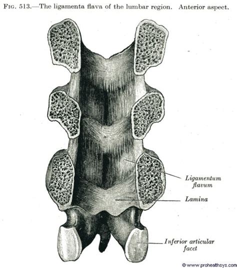 Joints Of The Vertebral Arches Prohealthsys