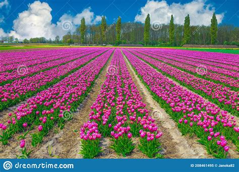 Amazing Flowery Landscape With Colorful Tulip Fields In Netherlands