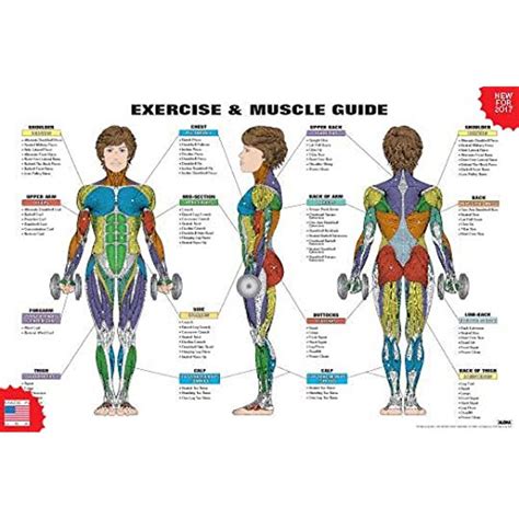 Exercise And Muscle Guide Female 2016 Copyright Algra Corporation