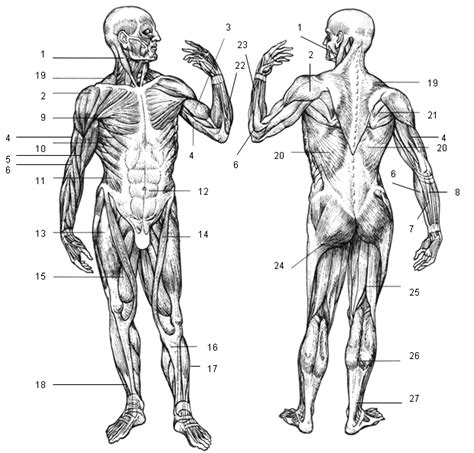 Anterior And Posterior View Of Human Body
