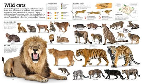 Picturepedia: DK Publishing: 9781465438287: Amazon.com: Books