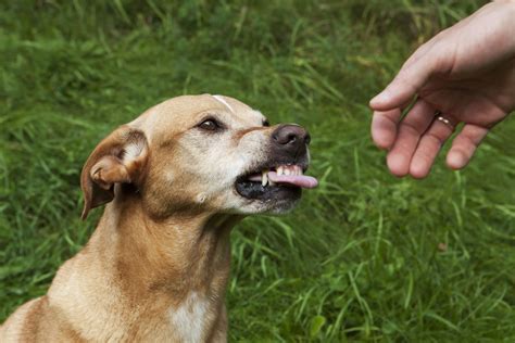 Problem Behaviors And Aggression The Trained Canine