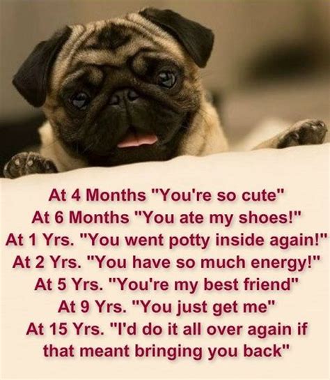 Funny Pug Quotes And Sayings Quotesgram