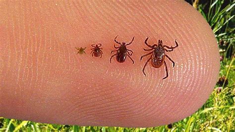 Ticks And Chiggers 101 An Official Journal Of The Nra
