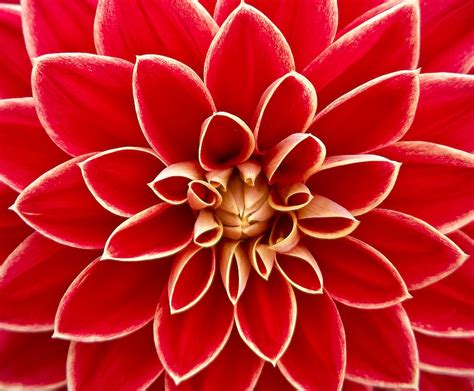 Close Up Photography Of Red Petaled Flower · Free Stock Photo