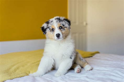 Mini Australian Shepherd Size Puppy Growth Chart For Dobby