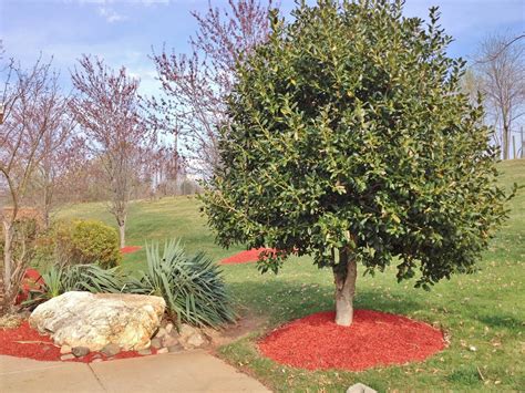 5 Landscaping Ideas For Around Trees Landscape Design For Trees