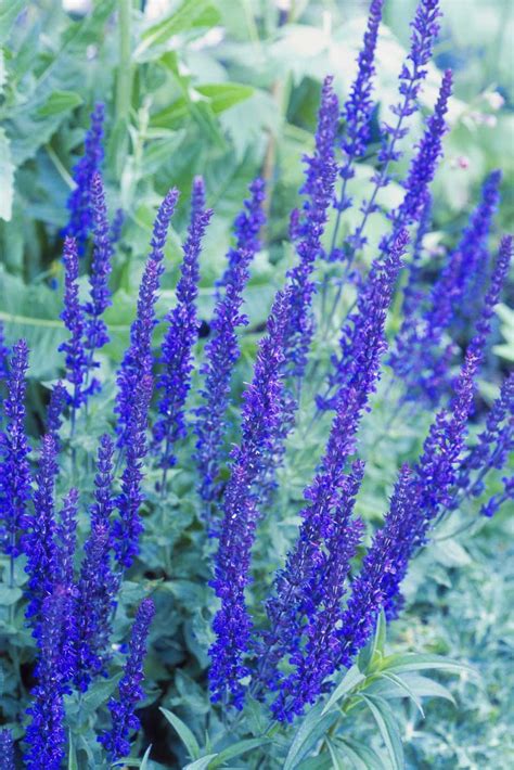 This species of lavender is a popular and traditional plant in the uk and often used for compact hedges in contemporary design or conventional cottage displays. Pictures of Purple Flowers