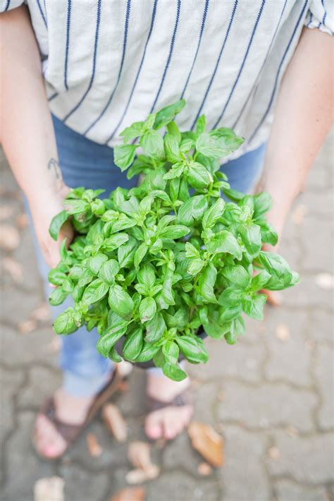 Kräuter können sie überall anpflanzen kräuter können sowohl großflächig im garten, als auch im gewächshaus oder auf dem balkon oder der fensterbank platz finden. Basilikum Pfalnzen als Kräuter für den Garten ...