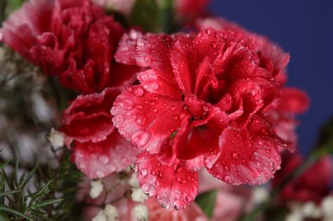 Beautiful Carnation Flower 55