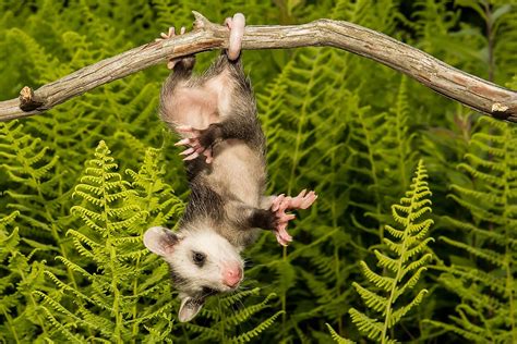 15 Things You Didnt Know About Opossums Worldatlas