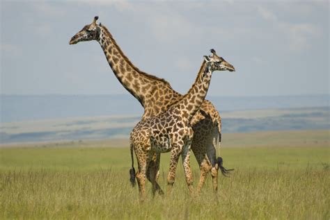 Filegiraffes In Masai Mara Wikipedia