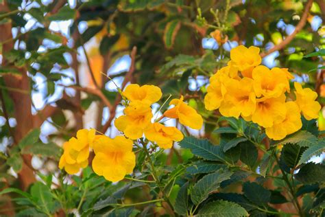 Planting Esperanza Tips For How To Grow The Esperanza Plant With