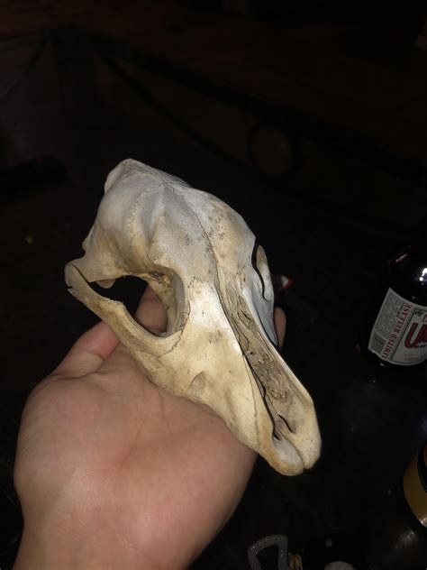 Interesting Skull Any Idea From What Animal Rzoology