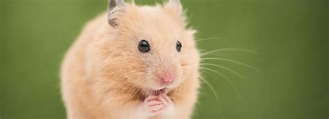 How To Take Care Of A Hamster Hamster Care Guide Petsmart