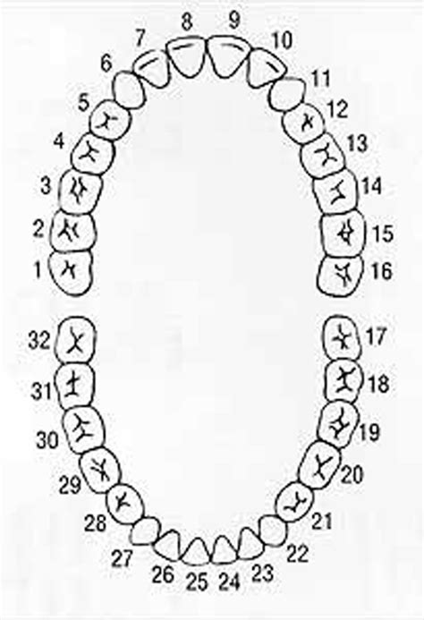 Dental Chart Tooth Numbers Diagram