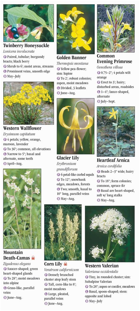 Wildflowers Of The Southern Rocky Mountains Quick Reference