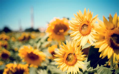 Sunflower Images Hd Wallpaper Download Gambar Bunga