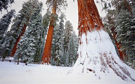 Redwood Snow Trees Winter Nature Forest Wallpapers Hd