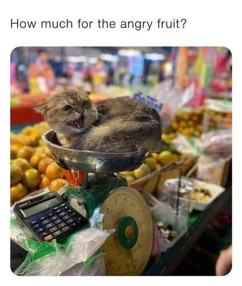 Angry Fruit Cats Know Your Meme