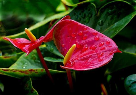 These plants should only be planted in large wetlands with varying water depths that will limit their spread. The Heart-Shaped Flower, Anthurium | Never Ever Seen Before