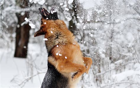 46 Dogs Playing In Snow Wallpaper Wallpapersafari