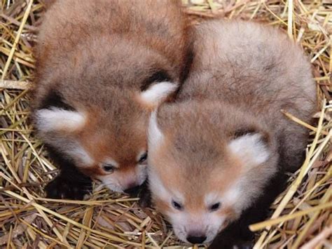 Detroit Zoo Welcomes Newborn Red Panda Twin Boys Baby