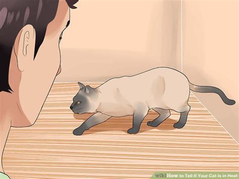 How To Tell If Your Cat Is In Heat 11 Steps With Pictures