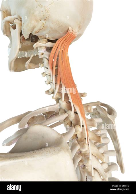 Human Semispinalis Capitis Muscles Computer Artwork Stock Photo Alamy