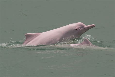 Esa Listing Could Bring The Taiwanese Humpback Dolphin Back From The