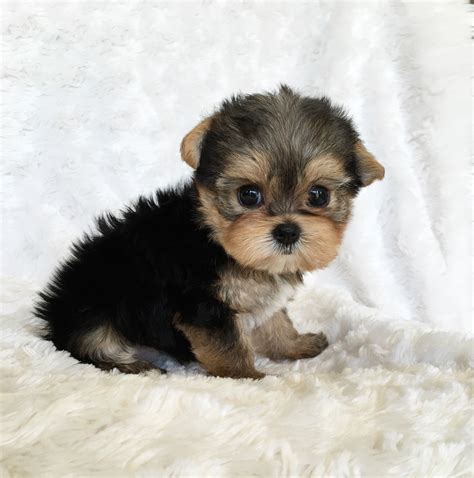 Popular breeds here at teacups, puppies and boutique include the: Teacup Yorkie Puppy For sale Lilly! | iHeartTeacups