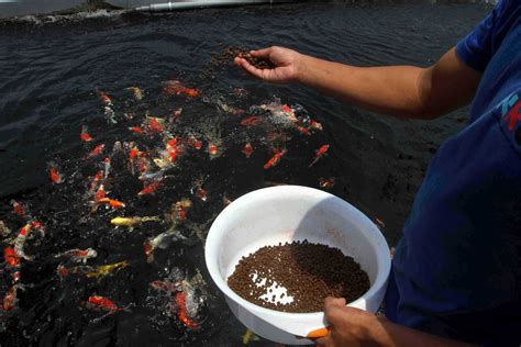 Pusat Budidaya Ikan Koi Dan Maskoki Nusantara Di Raiser Ikan Hias Milik Kkp Koran