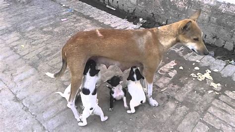 Funny Puppies Feeding On Their Mothers Milk Youtube