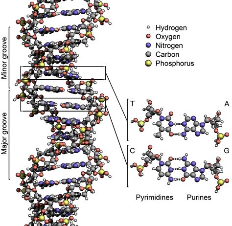 Linfeis Bio Blog The Dna Structure