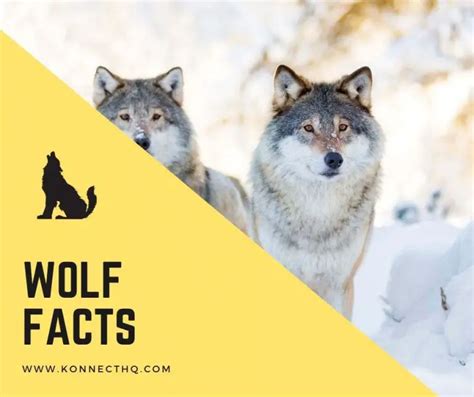 Wolf Facts For Kids