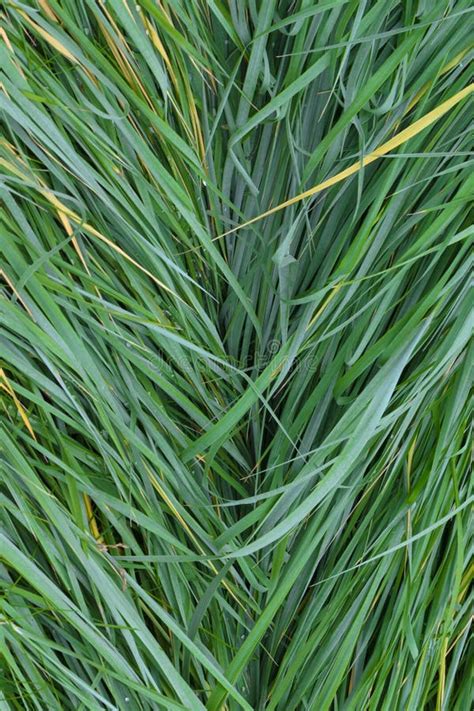 The Texture Of The Wet Tall Grass Stock Image Image Of Background Fresh 98388589