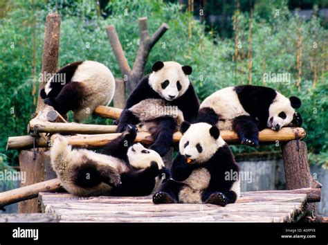 Wolong Nature Reserve Sichuan China Five One Year Old Giant Pandas At The Wolong Panda