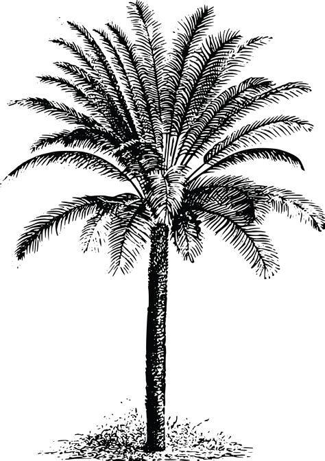 Date Palm Png Transparent Images Png All