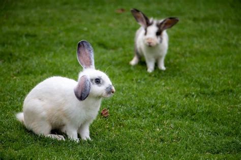 Dwarf Hotot Rabbit Breed Information Facts Traits And More Pet Breeezy