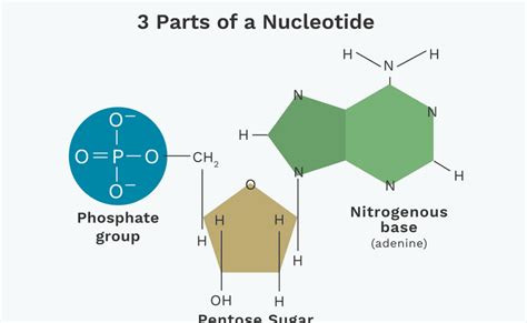 3 Partes De Um Nucleotídeo E Como Elas Estão Conectadas Ciência