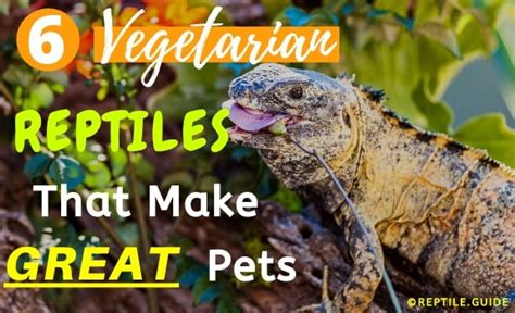 6 Vegetarian Reptiles That Make For Great Pets No Bugs Or Mice Needed